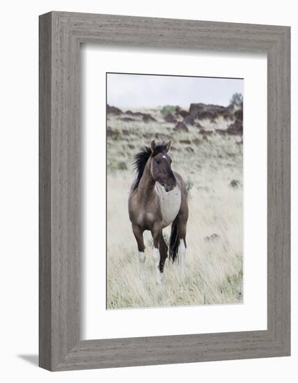 Wild Horse, Steens Mountains-Ken Archer-Framed Photographic Print