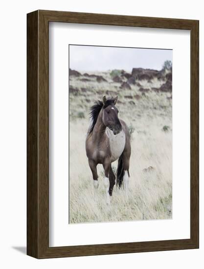 Wild Horse, Steens Mountains-Ken Archer-Framed Photographic Print