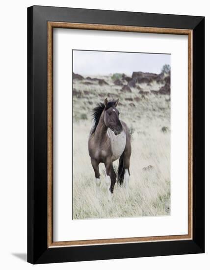 Wild Horse, Steens Mountains-Ken Archer-Framed Photographic Print