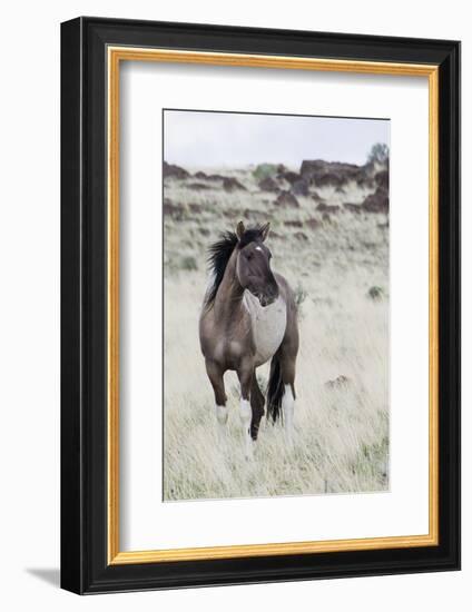 Wild Horse, Steens Mountains-Ken Archer-Framed Photographic Print