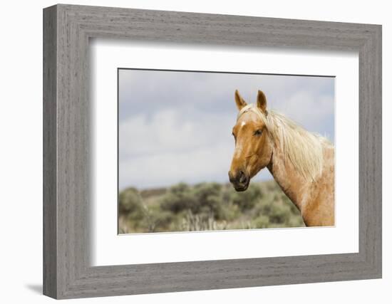 Wild Horse, Steens Mountains-Ken Archer-Framed Photographic Print