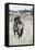 Wild Horse, Steens Mountains-Ken Archer-Framed Premier Image Canvas