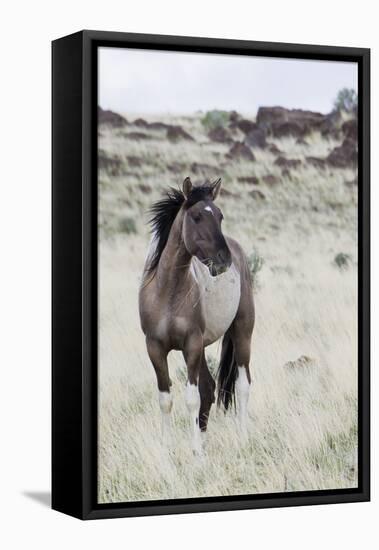 Wild Horse, Steens Mountains-Ken Archer-Framed Premier Image Canvas