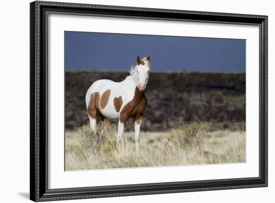 Wild Horse, Steens Mountains-Ken Archer-Framed Photographic Print