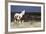 Wild Horse, Steens Mountains-Ken Archer-Framed Photographic Print