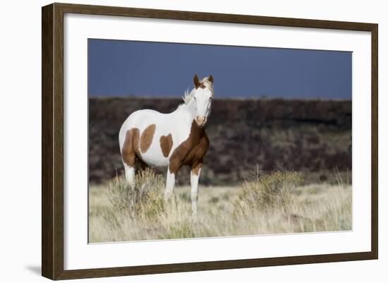 Wild Horse, Steens Mountains-Ken Archer-Framed Photographic Print