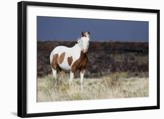 Wild Horse, Steens Mountains-Ken Archer-Framed Photographic Print