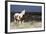 Wild Horse, Steens Mountains-Ken Archer-Framed Photographic Print