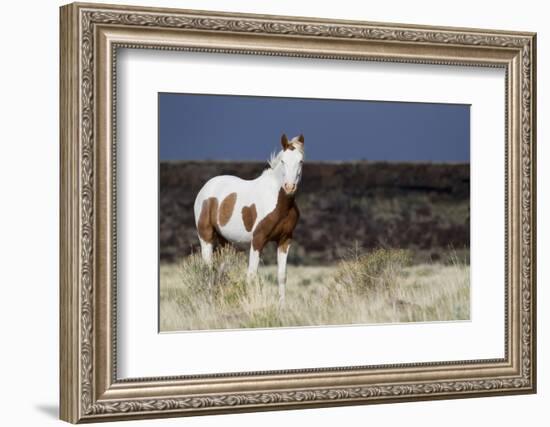 Wild Horse, Steens Mountains-Ken Archer-Framed Photographic Print