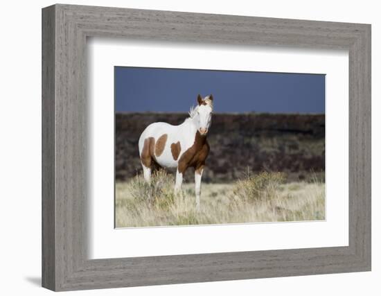 Wild Horse, Steens Mountains-Ken Archer-Framed Photographic Print