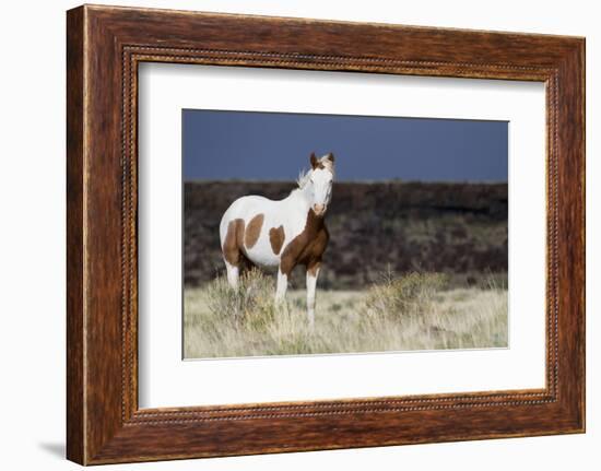 Wild Horse, Steens Mountains-Ken Archer-Framed Photographic Print