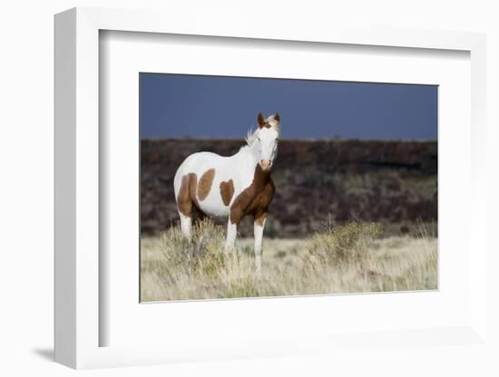 Wild Horse, Steens Mountains-Ken Archer-Framed Photographic Print