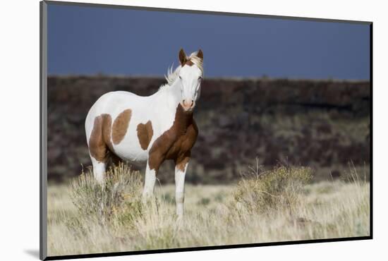 Wild Horse, Steens Mountains-Ken Archer-Mounted Photographic Print