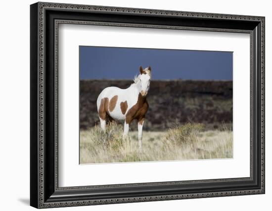 Wild Horse, Steens Mountains-Ken Archer-Framed Photographic Print