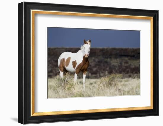 Wild Horse, Steens Mountains-Ken Archer-Framed Photographic Print