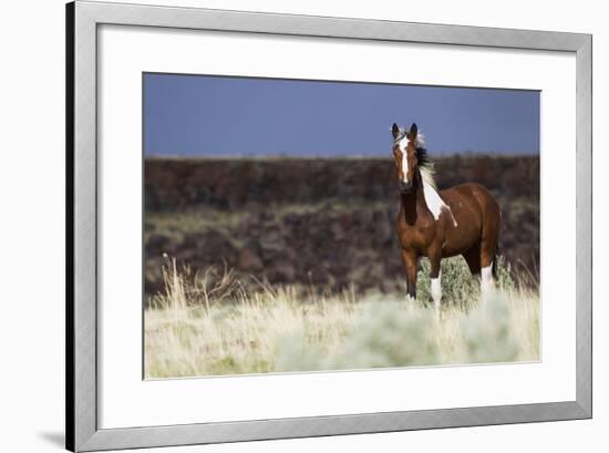 Wild Horse, Steens Mountains-Ken Archer-Framed Photographic Print