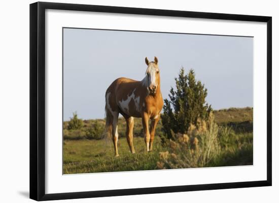 Wild Horse, Steens Mountains-Ken Archer-Framed Photographic Print