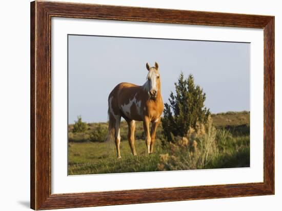 Wild Horse, Steens Mountains-Ken Archer-Framed Photographic Print