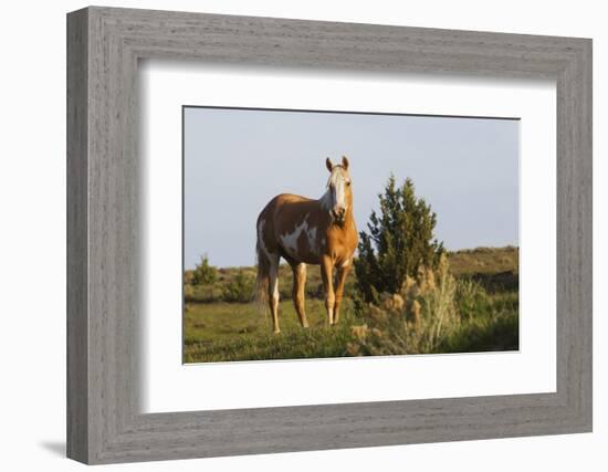 Wild Horse, Steens Mountains-Ken Archer-Framed Photographic Print