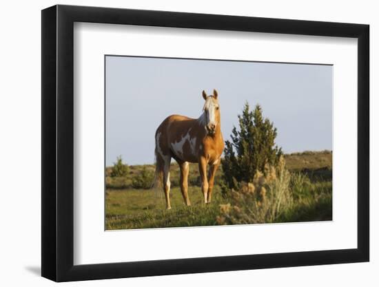 Wild Horse, Steens Mountains-Ken Archer-Framed Photographic Print