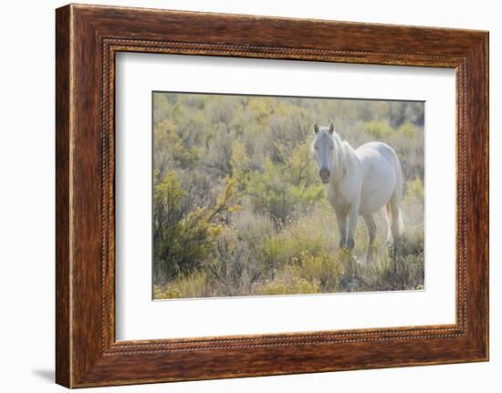 Wild horse, white eyes-Ken Archer-Framed Photographic Print