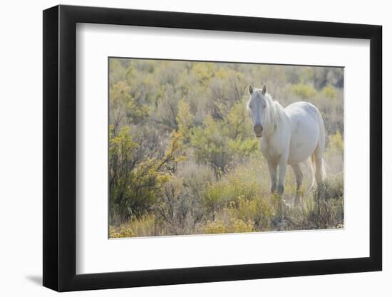 Wild horse, white eyes-Ken Archer-Framed Photographic Print