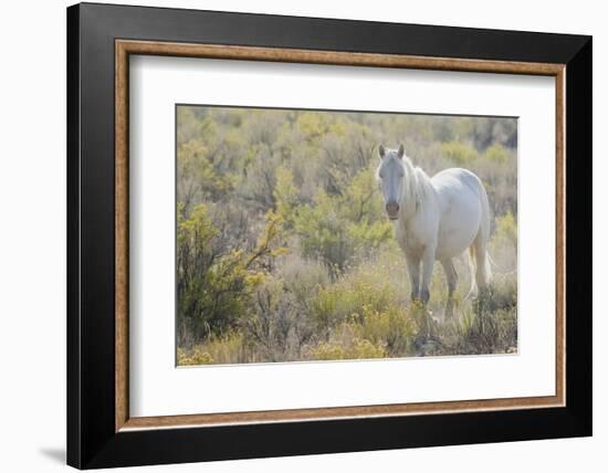 Wild horse, white eyes-Ken Archer-Framed Photographic Print