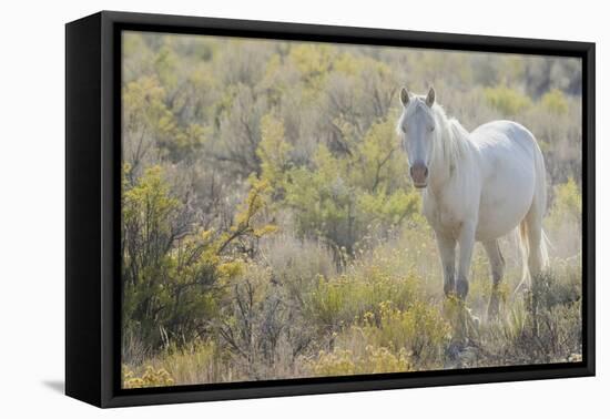 Wild horse, white eyes-Ken Archer-Framed Premier Image Canvas