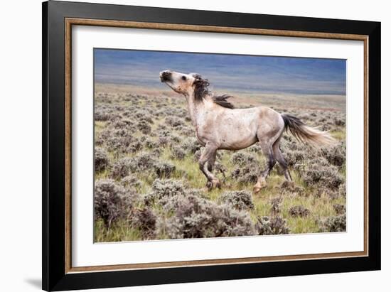 Wild Horse, Wyoming-Larry Ditto-Framed Art Print