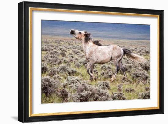 Wild Horse, Wyoming-Larry Ditto-Framed Art Print