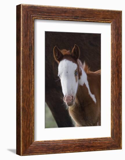 Wild Horse, Young Colt, Steens Mountains, Oregon-Ken Archer-Framed Photographic Print