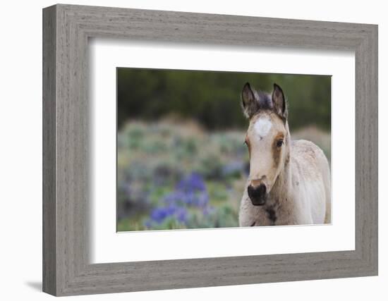 Wild horse, young colt-Ken Archer-Framed Photographic Print