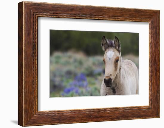 Wild horse, young colt-Ken Archer-Framed Photographic Print