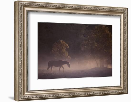 Wild Horse-DLILLC-Framed Photographic Print