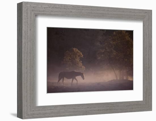 Wild Horse-DLILLC-Framed Photographic Print