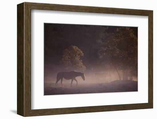 Wild Horse-DLILLC-Framed Photographic Print