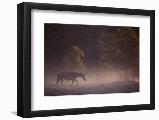 Wild Horse-DLILLC-Framed Photographic Print