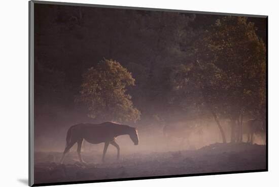 Wild Horse-DLILLC-Mounted Photographic Print
