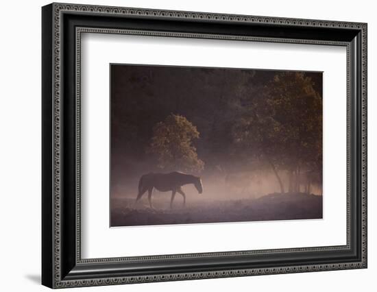 Wild Horse-DLILLC-Framed Photographic Print