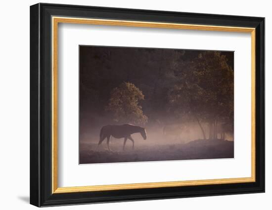 Wild Horse-DLILLC-Framed Photographic Print
