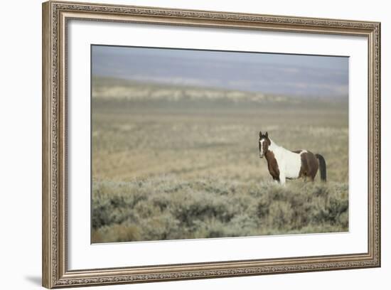 Wild Horse-DLILLC-Framed Photographic Print