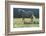 Wild Horse-null-Framed Photographic Print