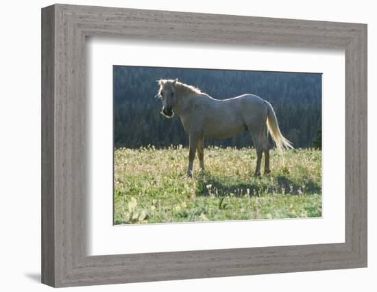 Wild Horse-null-Framed Photographic Print