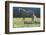 Wild Horse-null-Framed Photographic Print