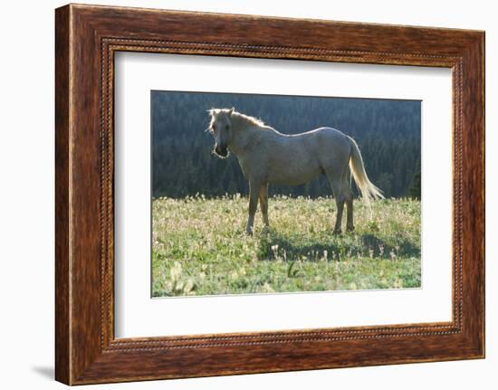 Wild Horse-null-Framed Photographic Print