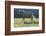 Wild Horse-null-Framed Photographic Print