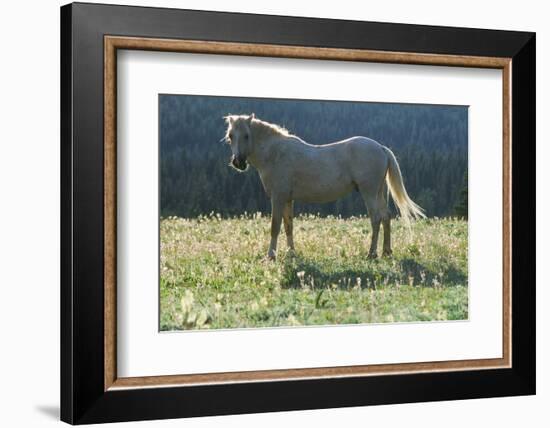 Wild Horse-null-Framed Photographic Print