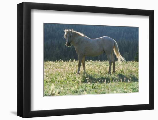 Wild Horse-null-Framed Photographic Print