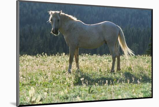 Wild Horse-null-Mounted Photographic Print