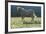 Wild Horse-null-Framed Photographic Print